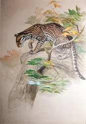 Ozelot, 1851-52